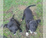 Small #4 Staffordshire Bull Terrier