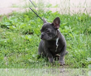 French Bulldog Dog for Adoption in KANSAS CITY, Missouri USA