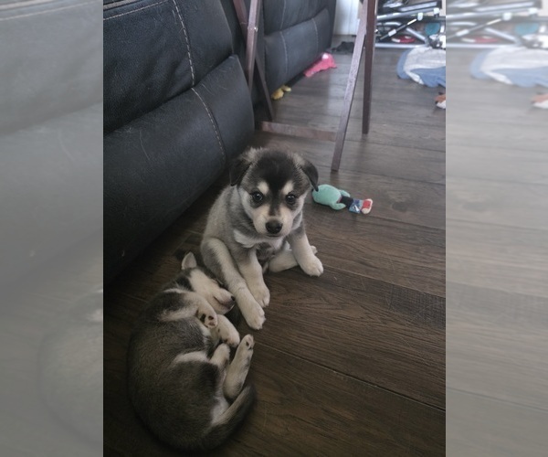 Medium Photo #11 Alaskan Klee Kai Puppy For Sale in SUNSET, UT, USA