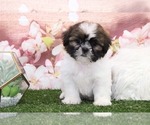 Small Photo #2 Shih Tzu Puppy For Sale in MARIETTA, GA, USA