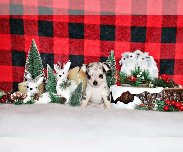 Medium Photo #1 Chihuahua Puppy For Sale in CHARLESTON, AR, USA