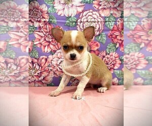 Chihuahua Puppy for Sale in WINNSBORO, Louisiana USA