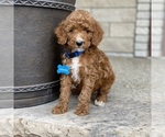 Puppy 3 Poodle (Standard)