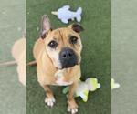 Small #2 Staffordshire Bull Terrier