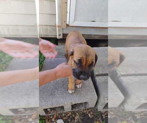 Medium Photo #12 Cane Corso Puppy For Sale in WEST PALM BCH, FL, USA