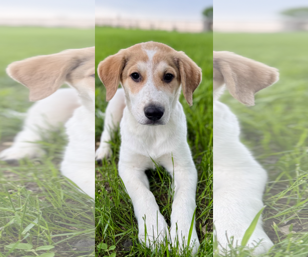 Medium Photo #2 Great Pyrenees-Red Heeler Mix Puppy For Sale in McKinney, TX, USA
