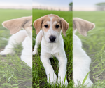 Small #1 Great Pyrenees-Red Heeler Mix