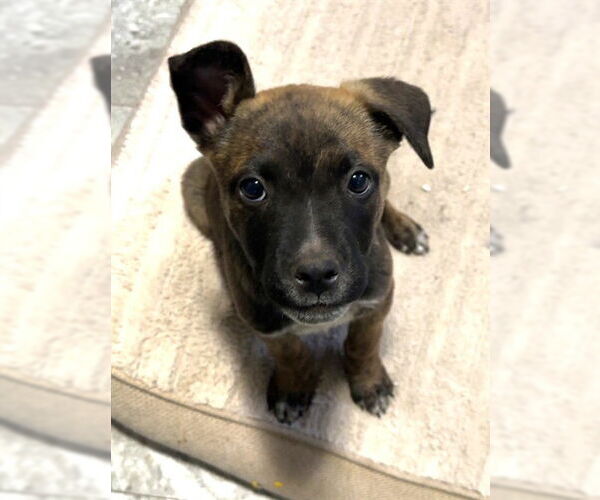 Medium Photo #1 American Pit Bull Terrier-Siberian Husky Mix Puppy For Sale in Oklahoma City, OK, USA