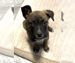 American Pit Bull Terrier-Siberian Husky Mix Dogs for adoption in Oklahoma City, OK, USA