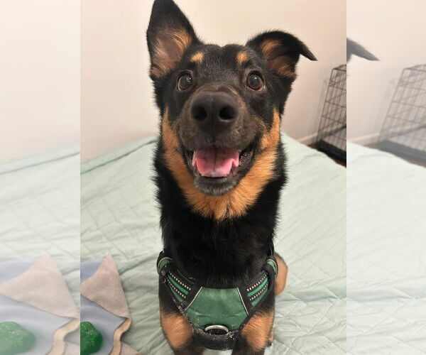 Medium Photo #4 Australian Kelpie-Unknown Mix Puppy For Sale in Germantown, OH, USA