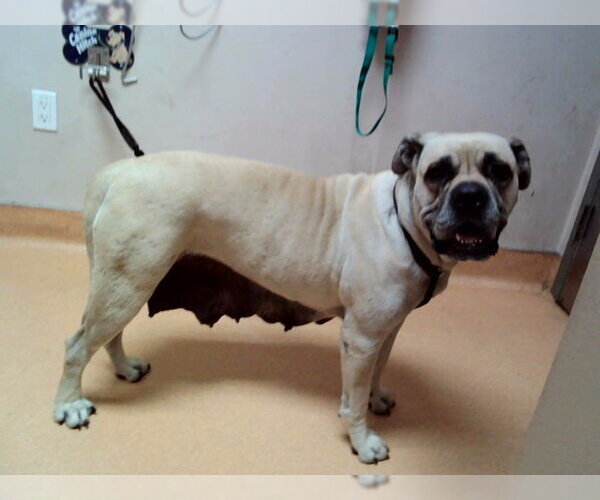 Medium Photo #1 Mastiff Puppy For Sale in Martinez, CA, USA