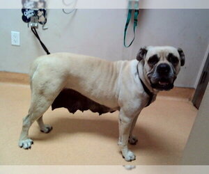 Mastiff Dogs for adoption in Martinez, CA, USA