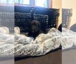 Small #1 Labradoodle