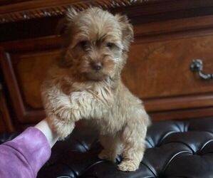 Yorkshire Terrier Puppy for sale in LADSON, SC, USA