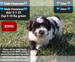 Havanese Puppy for sale in TUCSON, AZ, USA