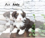 Puppy Andy Bernedoodle (Miniature)