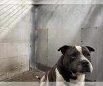 Small American Pit Bull Terrier
