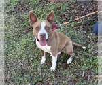 Small #1 Mutt