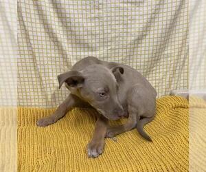 Mutt Dogs for adoption in Modesto, CA, USA