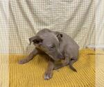 Small Mutt