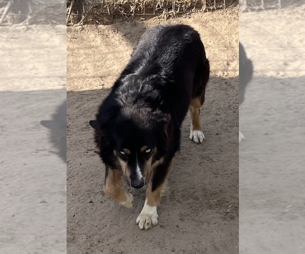 Medium Photo #2 Miniature Australian Shepherd Puppy For Sale in FORT MORGAN, CO, USA