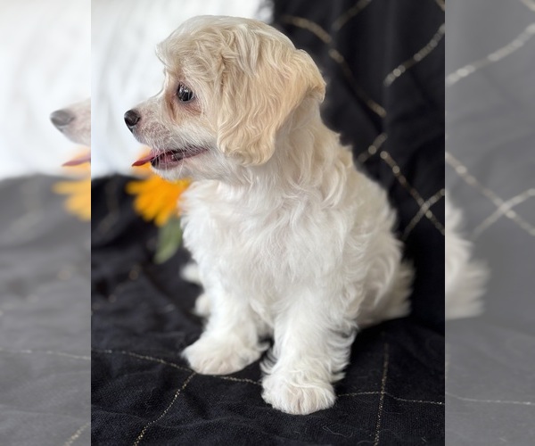 Medium Photo #6 Cav-A-Malt Puppy For Sale in ROCK STREAM, NY, USA