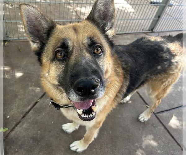 Medium Photo #1 German Shepherd Dog Puppy For Sale in Martinez, CA, USA