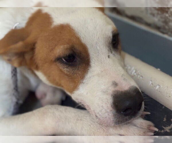 Medium Photo #1 American Pit Bull Terrier-Unknown Mix Puppy For Sale in Tulsa, OK, USA