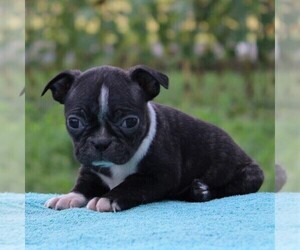 Medium Boston Terrier