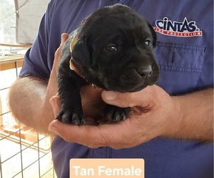 Medium Labrador Retriever