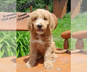 Labradoodle Puppy for sale in MILLVILLE, MN, USA