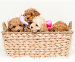 Small Photo #2 Maltipoo Puppy For Sale in LITTLE ROCK, AR, USA