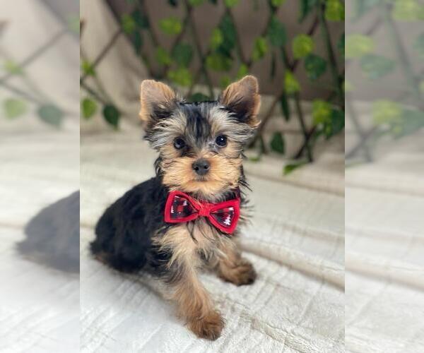 Medium Photo #14 Yorkshire Terrier Puppy For Sale in PALO ALTO, CA, USA