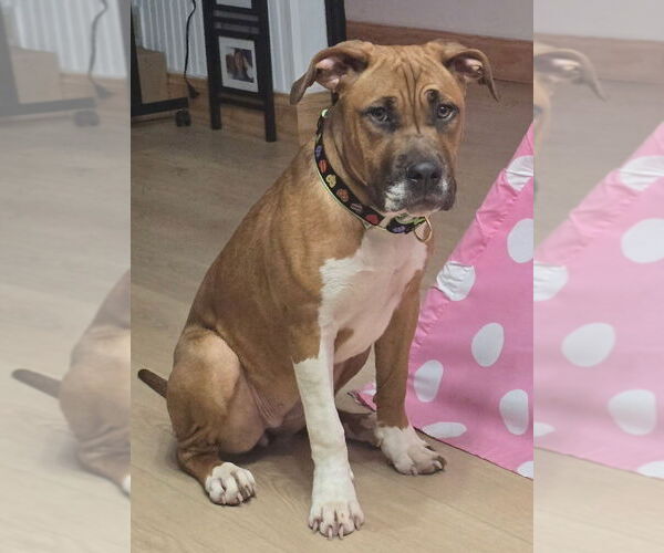 Medium Photo #2 Boxer-Unknown Mix Puppy For Sale in Brewster, NY, USA