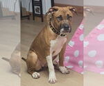 Small Photo #2 Boxer-Unknown Mix Puppy For Sale in Brewster, NY, USA