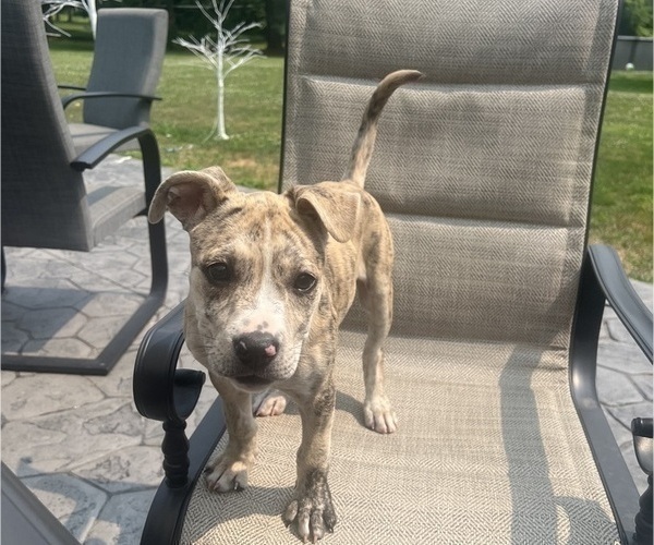 Medium Photo #7 American Pit Bull Terrier-Bulldog Mix Puppy For Sale in YOUNGSTOWN, NY, USA