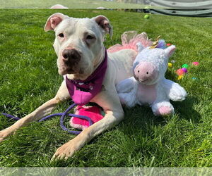 Mila May - Female American Pit Bull Terrier-Unknown Mix Dog for Adoption - Photo #3