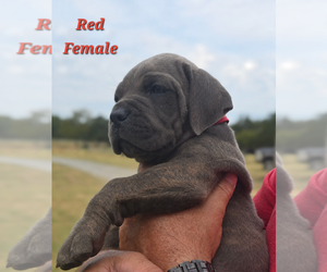 Medium Cane Corso