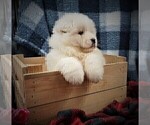 Small #8 Samoyed