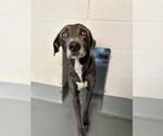A256546 - Male Weimaraner Dog for Adoption - Small photo