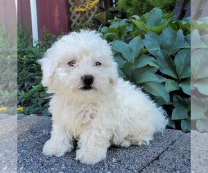 Bichon Frise Puppy for sale in KINZERS, PA, USA