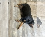 Small #9 Rottweiler
