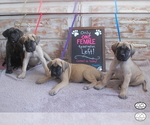 Small Photo #2 Mastiff Puppy For Sale in HEMET, CA, USA