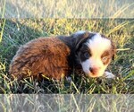Small #7 Miniature Australian Shepherd