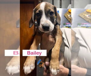 Mutt Dogs for adoption in Claremore, OK, USA