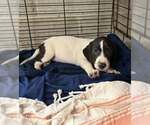 Small #1 Basset Hound Mix