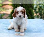 Small #1 Cavapoo
