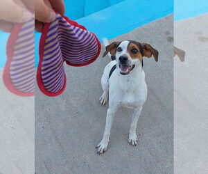 Mutt Dogs for adoption in Mooresville, NC, USA