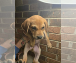 Small #2 Labrador Retriever