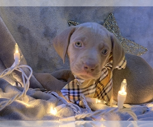 Medium Photo #1 Weimaraner Puppy For Sale in LANSING, NC, USA